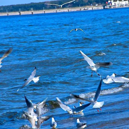 1-bedroom Feriehus Heringsdorf (Usedom)